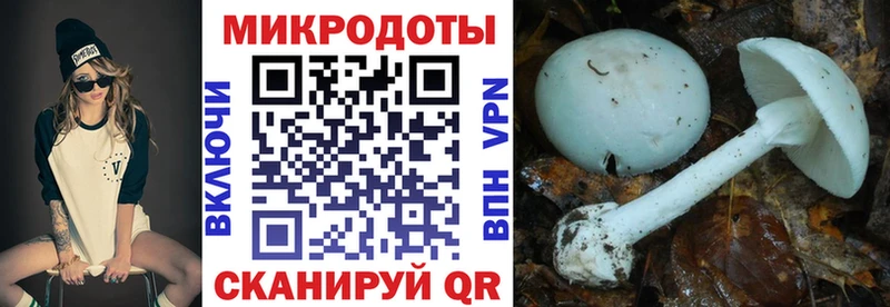 наркота  Колпашево  blacksprut ссылки  Галлюциногенные грибы Cubensis 